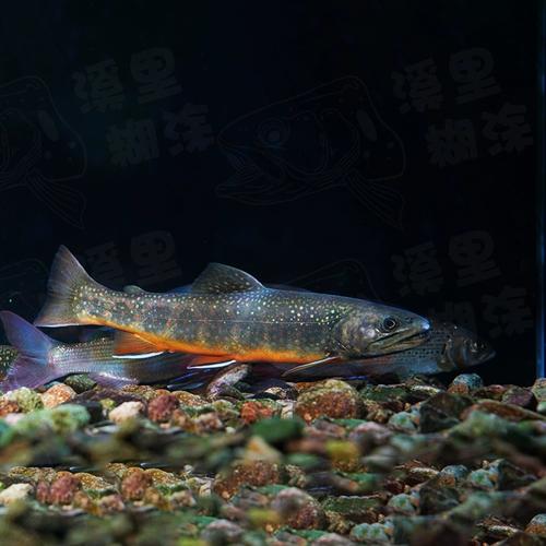 花糕红点鲑鱼苗 冷水缸中的贵族挑战